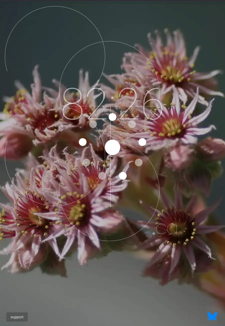 A woman with a bird on her head - eighty one